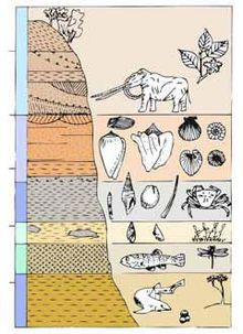 Profilo_geologico_delle_Rocche