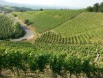 vineyards-in-Bussia