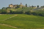 castello montaùto_vineyards2
