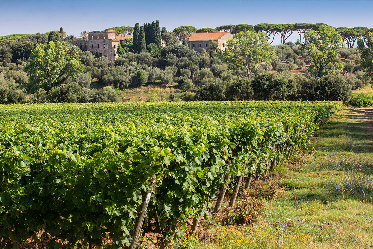 argentiera-vigneti-terroir-porcarecce