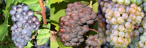 Pinot_noir,_Pinot_gris_and_Pinot_blanc