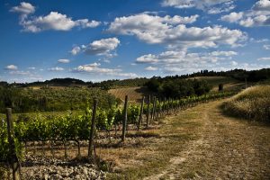 azienda_agricola_pietro_beconcini