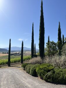 IMG_8353